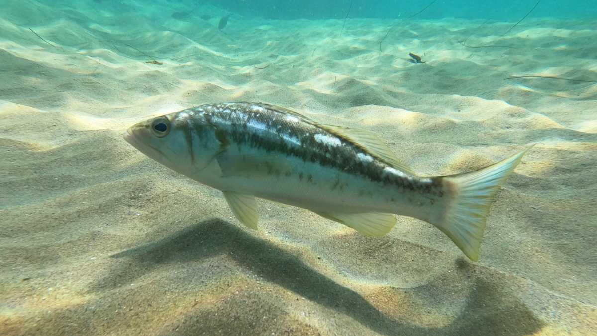 photograph of a kelp bass