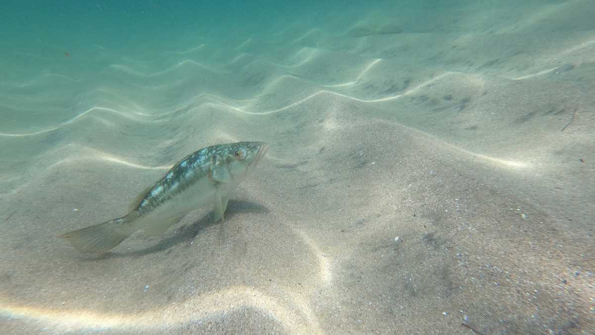 photograph of a kelp bass