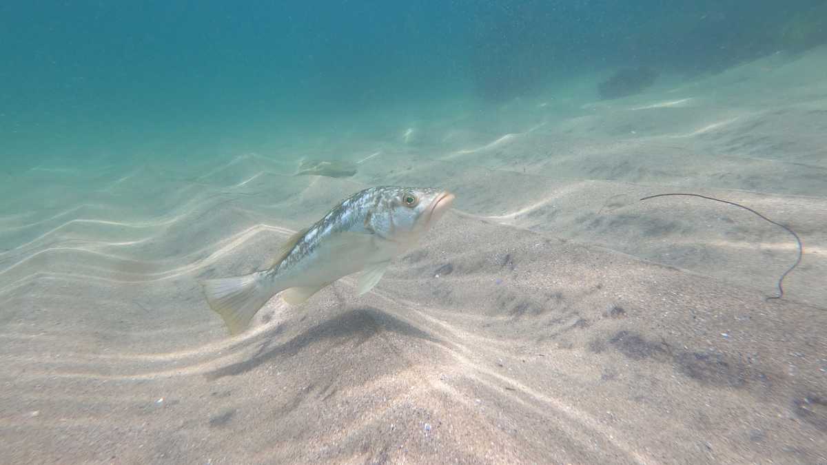 photograph of a kelp bass