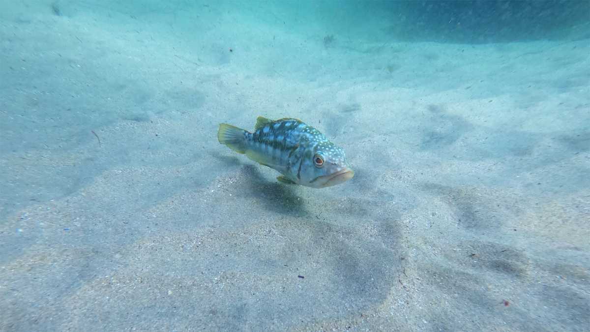 photograph of a kelp bass